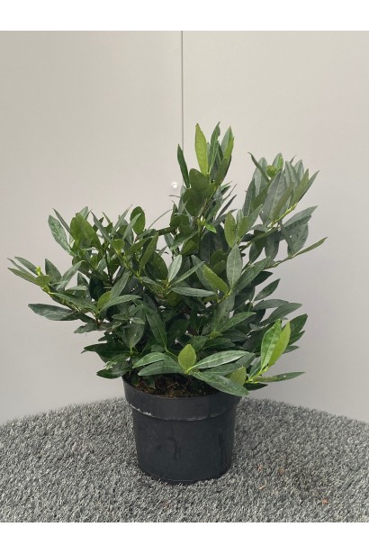 Лавровишня лікарська Отто Люкен саджанець в горщику